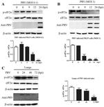 Pseudorabies Virus Antibody in Western Blot (WB)