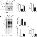 Pseudorabies Virus Antibody in Western Blot (WB)