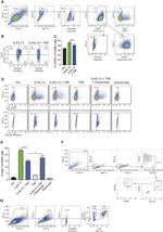 RELM alpha Antibody in Flow Cytometry (Flow)