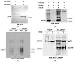 AKTIP Antibody in Western Blot (WB)