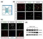 CRHR2 Antibody in Western Blot (WB)