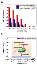 E. coli serotype O/K Polyclonal Antibody
