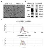 CD63 Antibody in Western Blot (WB)
