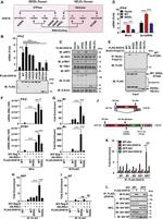 Influenza A NP Antibody in Western Blot (WB)