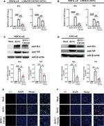 Influenza A H1N1 HA Antibody in Western Blot (WB)