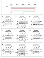 IL-6 Receptor Antibody in Western Blot (WB)