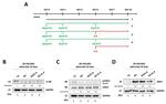 IL-6 Receptor Antibody in Western Blot (WB)