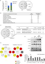 Cytomegalovirus IE 72 kDa Antigen Monoclonal Antibody (1K10)