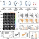 CD8 Antibody in Flow Cytometry (Flow)