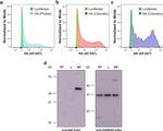 Influenza B NP Antibody in Western Blot (WB)