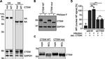 Influenza A H1N1 NA Antibody in Western Blot (WB)