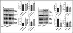 VEGF Receptor 1 Antibody in Western Blot (WB)
