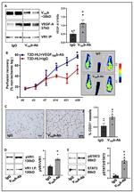 VEGF Receptor 1 Antibody in Western Blot (WB)