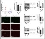 VEGF Receptor 1 Antibody in Western Blot (WB)