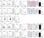 CD8 Antibody in Immunohistochemistry (IHC)