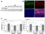 FGF9 Antibody in Western Blot (WB)