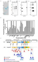 Tau Antibody in Western Blot (WB)