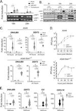 Influenza A NP Antibody in Western Blot (WB)