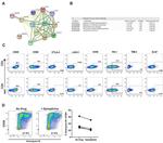 CD8 alpha Antibody in Flow Cytometry (Flow)