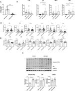 CD8 alpha Antibody in Flow Cytometry (Flow)