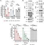 Influenza A H5N1 HA (A/turkey/Turkey/1/2005) Antibody in Western Blot (WB)
