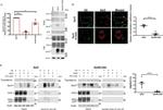 Influenza A H5N1 HA (A/turkey/Turkey/1/2005) Antibody in Western Blot (WB)