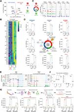 RELM alpha Antibody in Flow Cytometry (Flow)