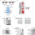 HDAC9 Antibody in Western Blot (WB)