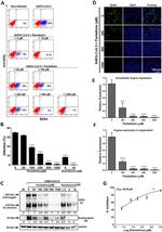SARS-CoV-2 Nucleocapsid Antibody in Western Blot (WB)