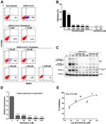 SARS-CoV-2 Nucleocapsid Antibody in Western Blot (WB)