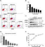 SARS-CoV-2 Nucleocapsid Antibody in Western Blot (WB)