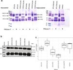 Influenza B NP (B/Florida/4/2006) Antibody in Western Blot (WB)