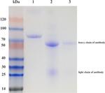 E. coli serotype O/K Antibody in SDS-PAGE (SDS-PAGE)