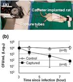 Staphylococcus aureus Antibody in Functional Assay (Functional)