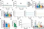 SARS-CoV-2 Spike Protein (S1/S2) Antibody in Functional Assay (Functional)