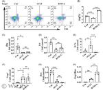 CD4 Antibody in Flow Cytometry (Flow)