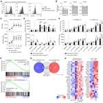 CD25 Antibody in Flow Cytometry (Flow)