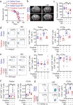 CD4 Antibody in Flow Cytometry (Flow)