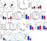 CD11c Antibody in Flow Cytometry (Flow)