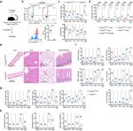 FOXP3 Antibody in Flow Cytometry (Flow)