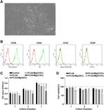 CD29 (Integrin beta 1) Antibody in Flow Cytometry (Flow)