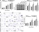 Osteopontin Antibody in Western Blot (WB)
