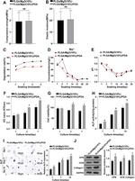 Osteopontin Antibody in Western Blot (WB)