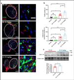 CD34 Antibody in Immunohistochemistry (IHC)