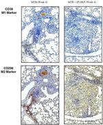CD38 Monoclonal Antibody (90), Functional Grade, eBioscience™
