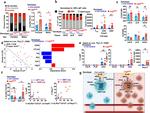 TIGIT Antibody in Flow Cytometry (Flow)