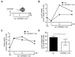 LYVE1 Antibody in Flow Cytometry (Flow)