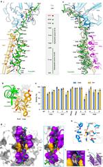 CD59 (Protectin) Antibody in Flow Cytometry (Flow)