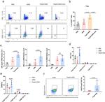 CD80 (B7-1) Antibody in Flow Cytometry (Flow)