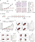 CD8a Antibody in Immunohistochemistry (IHC)